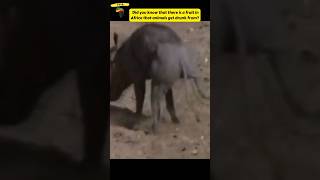 These Animals got Drunk from eating Marula fruit 😅 shorts [upl. by Marucci]