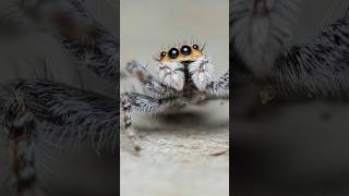 Salticidae Araña saltarina 🇩🇴 [upl. by Breban]