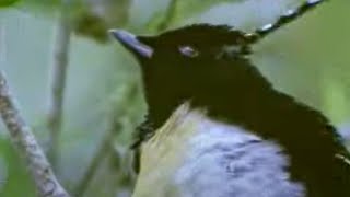 Animal Mating Ritual of the Exotic Greater Bird of Paradise  David Attenborough  BBC Studios [upl. by Anaiad]