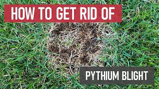 How to Get Rid of Pythium Blight Lawn Fungus amp Disease [upl. by Maillil]