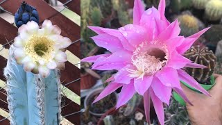 13 cactus que florecen todas las primaveras y se llenó de flores el cantero [upl. by Rovert]