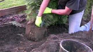 How to plant a Ceder Hedge [upl. by Purvis]