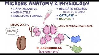 Neisseria gonorrhea [upl. by Zannini]