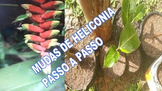 como fazer suas mudas de Heliconia rostrata passo a passo [upl. by Colley]