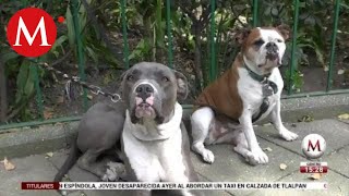 Reforma a ley de protección animal desata protestas en CdMx [upl. by Daffie]