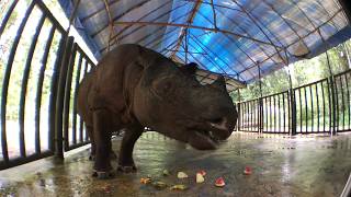 Bina at the Sumatran Rhino Sanctuary Jan 2018 [upl. by Auliffe]