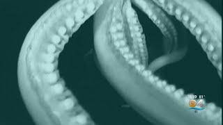 Into The Deep Giant Squid Captured On Video [upl. by Heisser945]