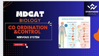 Gonads hormones  Co ordination and control  Nervous system  MDCAT biology [upl. by Claudina]