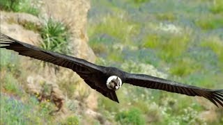 The majestic Andean Condor the largest flying bird [upl. by Llenrag]