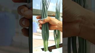 How to grow spring onion from seed to harvest springonion seedlingtrays v87garden shorts [upl. by Alled]