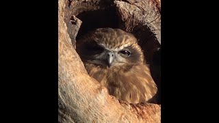 Booobook Owl Australias smallest Owl filmed at Bibra Lake WA [upl. by Enyahc]