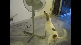 DIVERTENTE  VERY FUNNY Ciro VS Ventilatore  Ciro the Dog Vs the Ventilator [upl. by Yentirb]