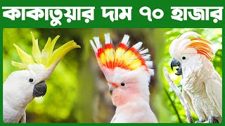 কাকাতুয়ার দাম  Cockatoo Bird Price In Bangladesh  Cockatoo Bird Price In India [upl. by Bakeman]