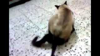 Mating Siamese cat  never seen [upl. by Elyac]