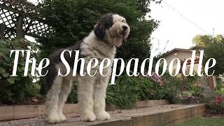 The Sheepadoodle  Feathers and Fleece Farm [upl. by Roxanne]