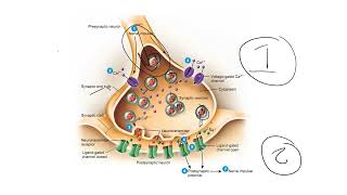 Neurons Part 3  How Neurons Generate Propagate and Pass Action Potentials [upl. by Jocelin]