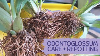 HOW TO GROW AND REPOT ODONTOGLOSSUM BASIC CARE TIPS ODONTOGLOSSUM [upl. by Aihsyn545]