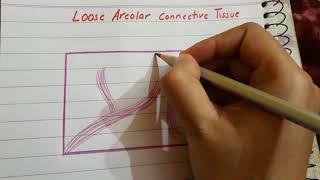 Loose Areolar connective tissue histology [upl. by Floyd456]