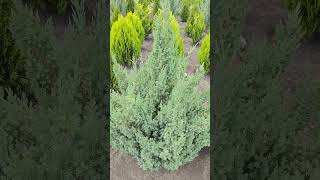 Можжевельник китайский Стрикта Juniperus chinensis quotStrictaquot [upl. by Yenttihw591]