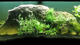 Identified and Unidentified Aquatic Plants to CO2Injected 75Gallon Tank 42924 [upl. by Niltac]