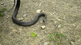 Northern Black Racer Coluber constrictor constrictor [upl. by Niawd]