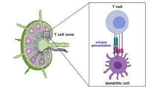 Structure and Immune Function of the Lymphatic System [upl. by Hanleigh]