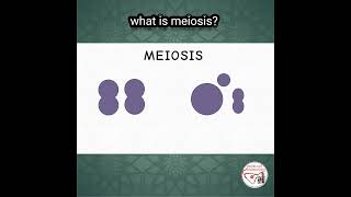 WHAT IS MEIOSIS  meiosis cellbiology genetics [upl. by Suivatal]