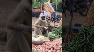 A Vervet monkey on grocery teitannaga7431 Brookemonk [upl. by Prowel737]