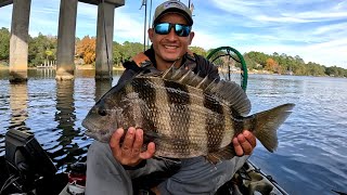 Kayak Fishing for Sheepshead Using Fiddler Crabs [upl. by Shepp]