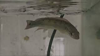 Spot face pike cichlid live feeding on some guppies [upl. by Woodhead110]