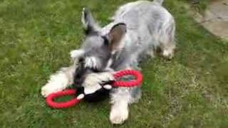 Buster  Miniature Schnauzer [upl. by Adniram171]