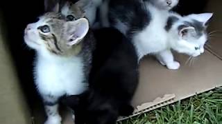 10 Kittens 1st Day Outside  Cute Cats Playing  Adorable Animals [upl. by Ailat446]