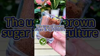 The uses of brown sugar in agriculture shortvideo garden youtubeshorts plants agriculture [upl. by Brunhild]