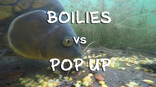 Je lepší boilies nebo pop up Podvodní kaprařské video [upl. by Neelat]