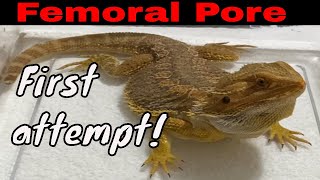 Spike the bearded dragon my first femoral pore cleaning did NOT go well [upl. by Atikram]