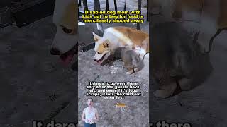 straydog viralvideo lonelydog lovememode spayandneuter abandoned rescue dogtok savepuppy [upl. by Sparhawk650]