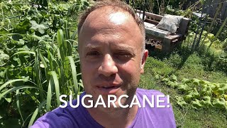 How Quickly Does Sugarcane Grow Sugarcane 3 Month Update Saccharum officinarum [upl. by Ikey736]