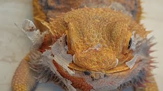 Agama shedding drama Cute Bearded dragon shedding [upl. by Marquez]