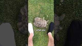 Why do turtles hate the color black 😨 viral [upl. by Elset]