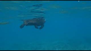 Aldabra giant tortoise floating in lagoon [upl. by Anuaek]