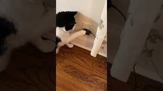 Intelligent cat gets automatic feeder to dispense food by unplugging it [upl. by Erdnassak864]