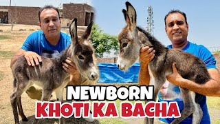 Donkey Baby  New Born Baby Donkey  The Donkey King  Oye Bhatti [upl. by Eceerahs]