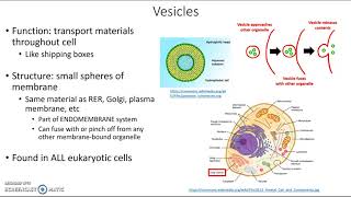 Vesicles [upl. by Aisekal]