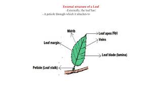 External structure of a Leaf [upl. by Eiralih]