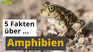 5 Fakten über Amphibien Frosch Salamander Axolotl amp Co  TierDoku für Kinder [upl. by Edvard320]