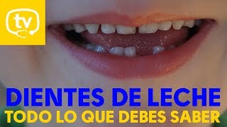 ¿Cuándo salen los dientes de leche ¿Cómo hay que lavarlos [upl. by Anitnuahs]