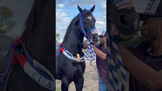 El Pando Hermoso Ejemplar y Ligero de Durango México🐎🇲🇽 caballoscorriendo horse [upl. by Nanaj]