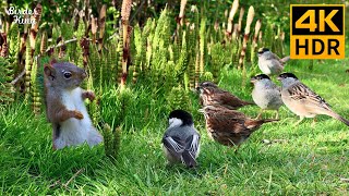 Cat TV for Cats to Watch 😺 Lovely Birds Squirrels and Bunnies 🐿 8 Hours 4K HDR [upl. by Alexandre]