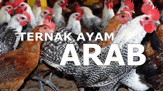 Bak Model Inilah 7 Foto Ayam Paling Indah di Dunia mana Favoritmu [upl. by Culley]