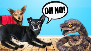 Last to Bark Wins Challenge Funny Halloween Pranks by Pawzam Dogs [upl. by Shoshana]